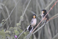 Donacobius atricapilla